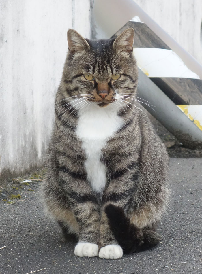 キジトラ白まじり