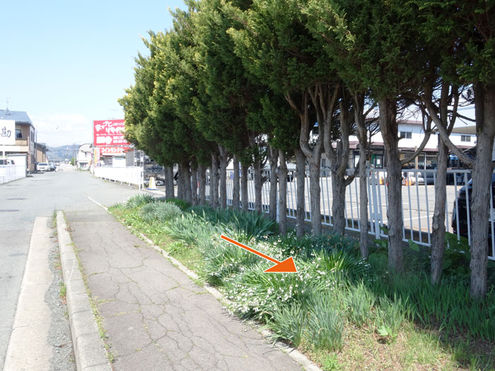 緑地