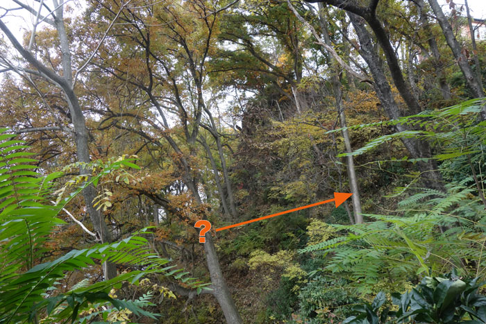 手掛の松緑地崖下