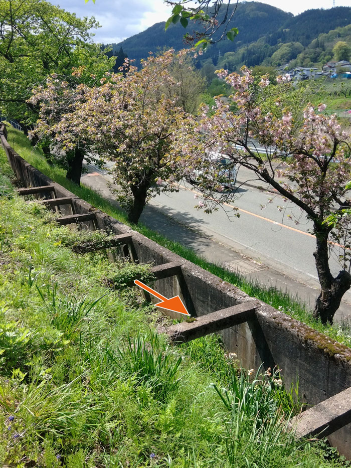 桜