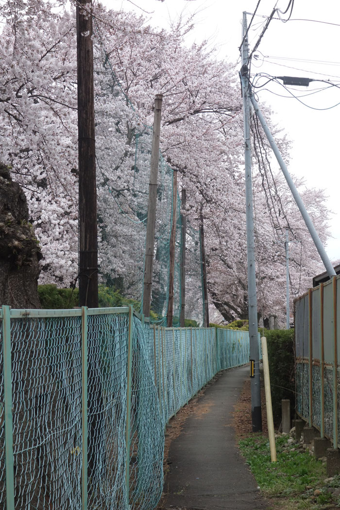 校庭桜2023