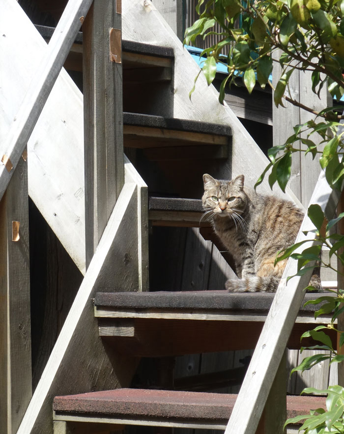 階段猫