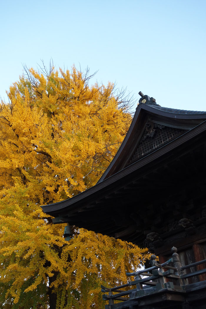 久昌寺のイチョウ