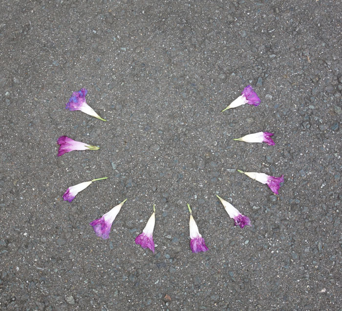 朝顔を並べてみた20251008