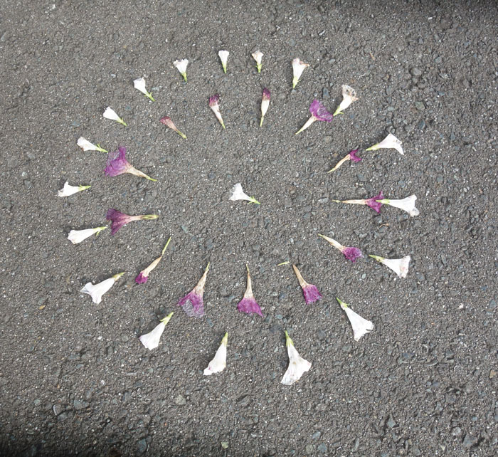 朝顔を並べてみた20251010