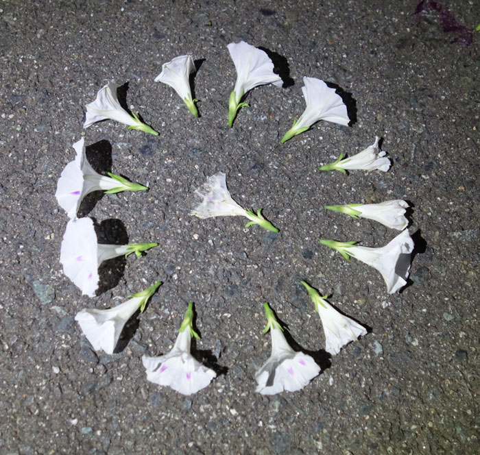 朝顔を並べてみた20251010