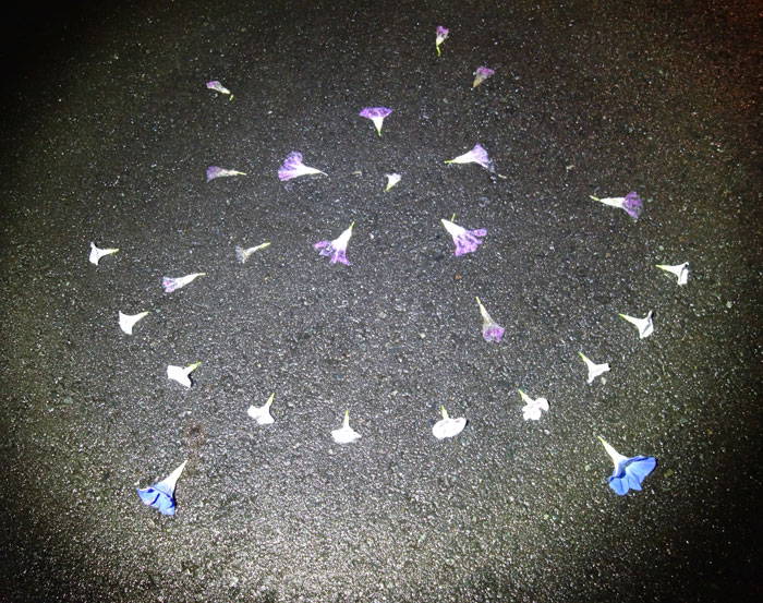 朝顔を並べてみた20251012