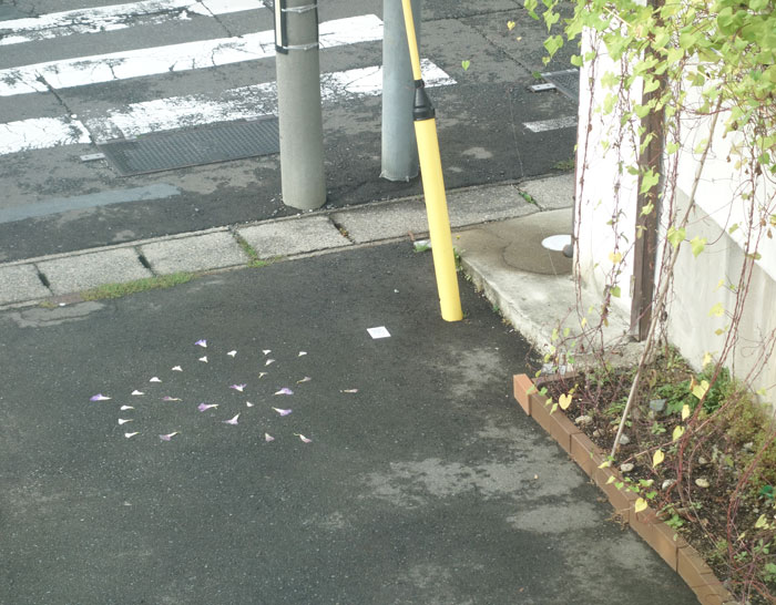 朝顔を並べてみた20251013