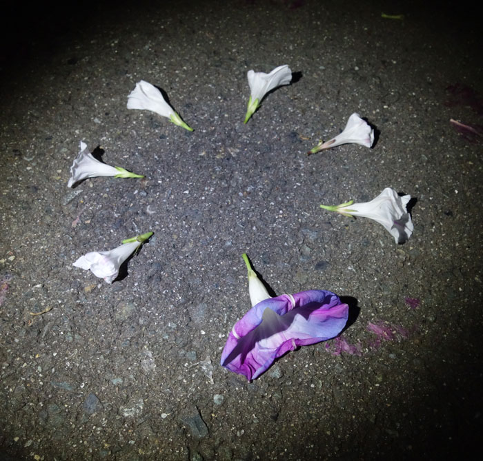 朝顔を並べてみた20251014