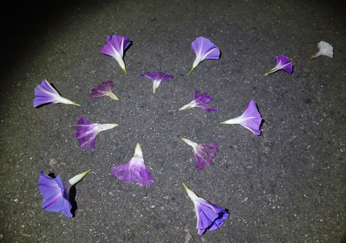 朝顔を並べてみた20251017