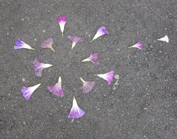 朝顔を並べてみた20251018