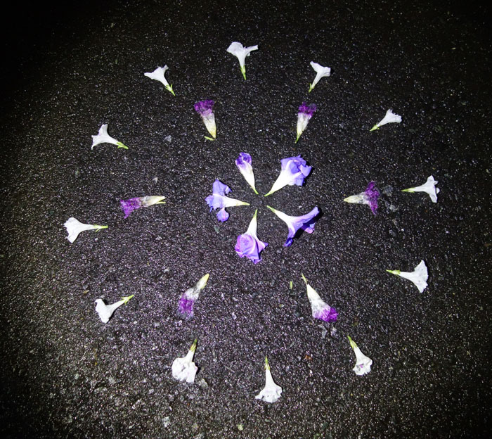 朝顔を並べてみた20251018