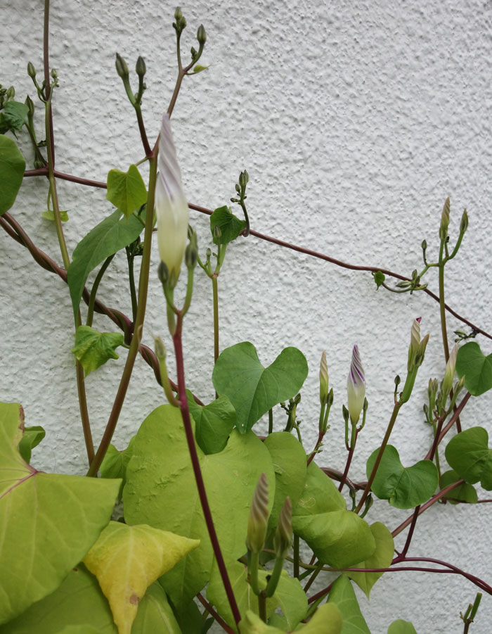 朝顔を並べてみた20251024