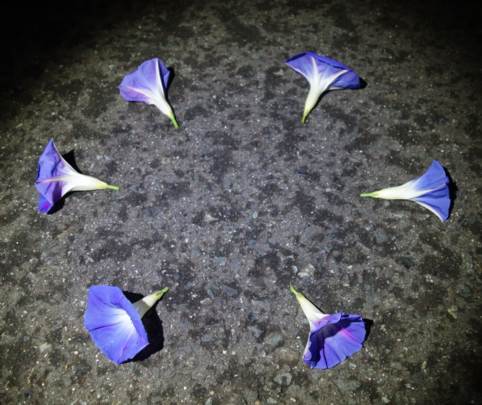 朝顔を並べてみた20251025