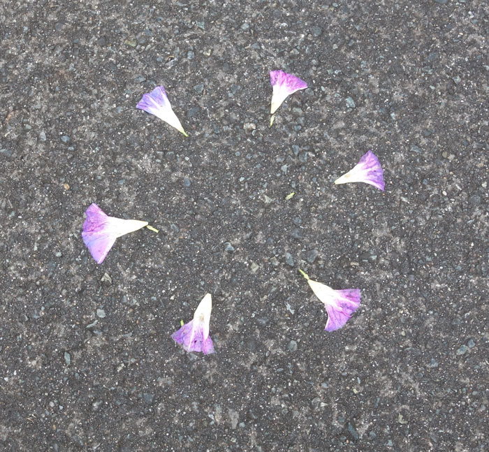 朝顔を並べてみた20251026