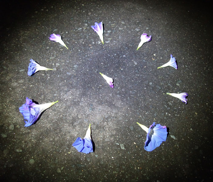 朝顔を並べてみた20251028