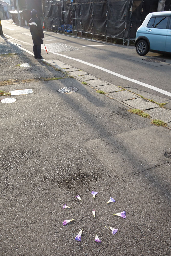 朝顔を並べてみた20251029