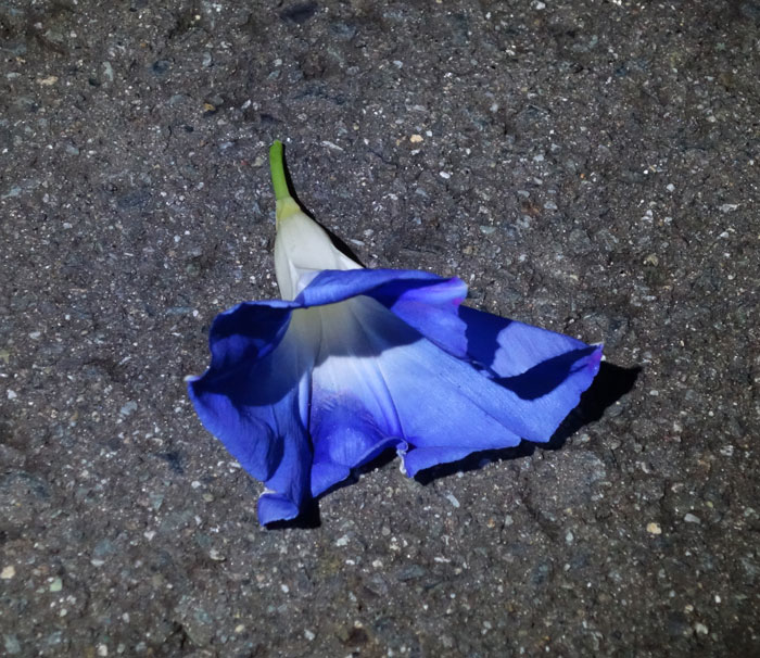 朝顔を並べてみた20251103