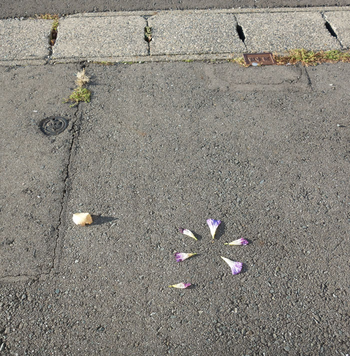 朝顔を並べてみた20251112