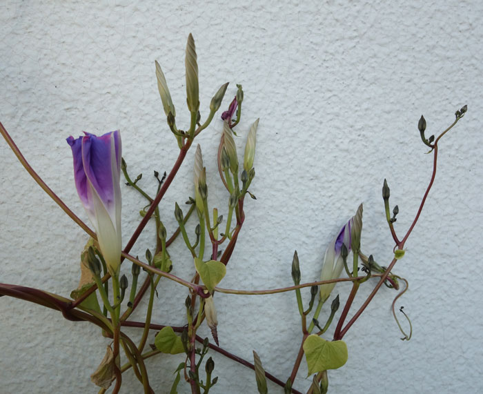 朝顔を並べてみた20251118