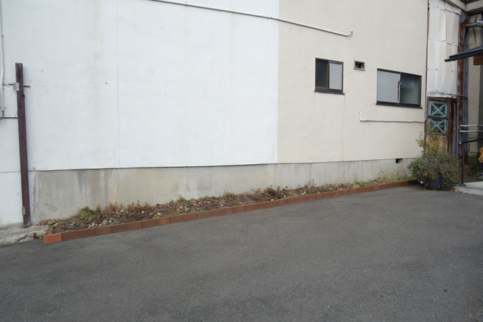 朝顔を並べてみた20251120