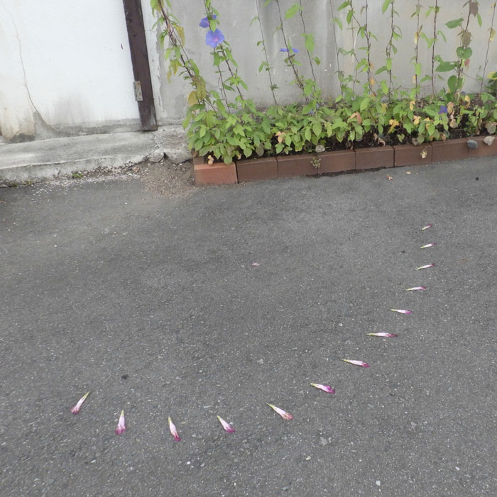 朝顔を並べてみた20260807