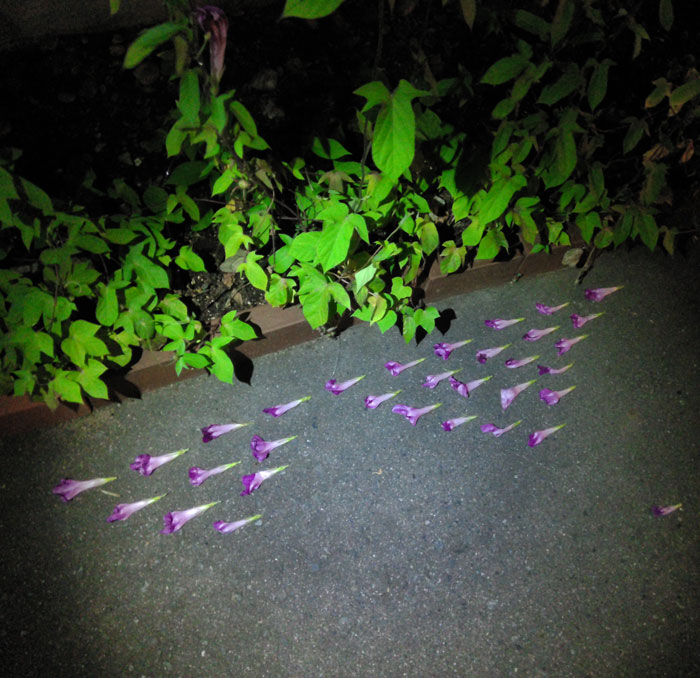 朝顔を並べてみた20260810