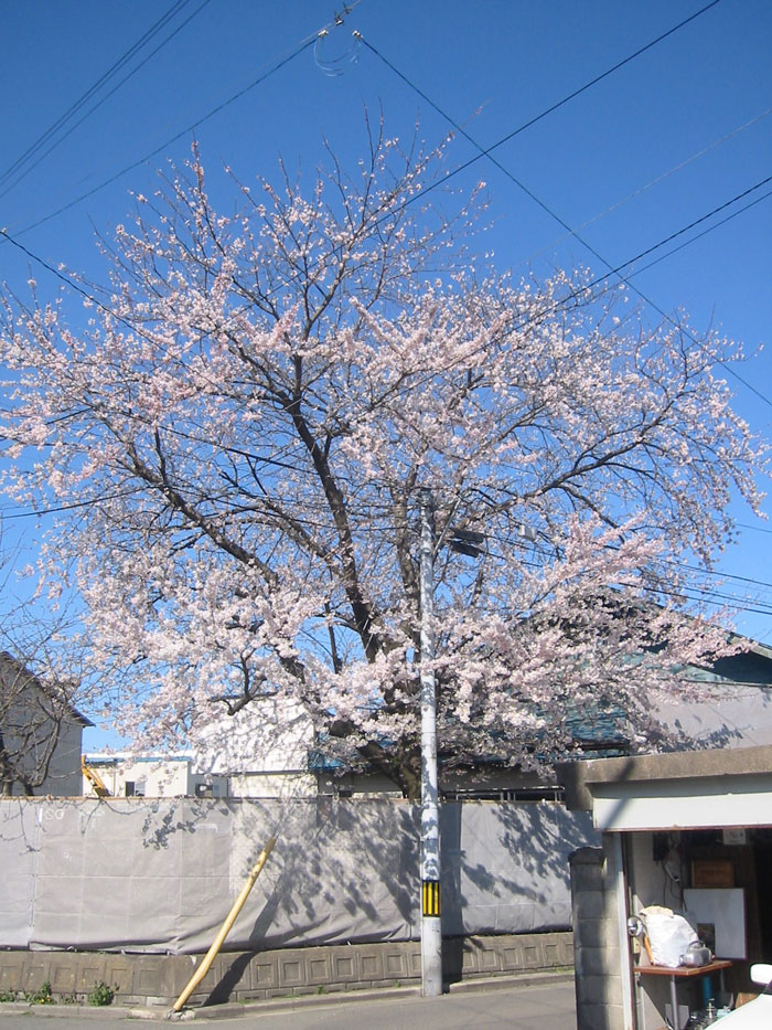 桜